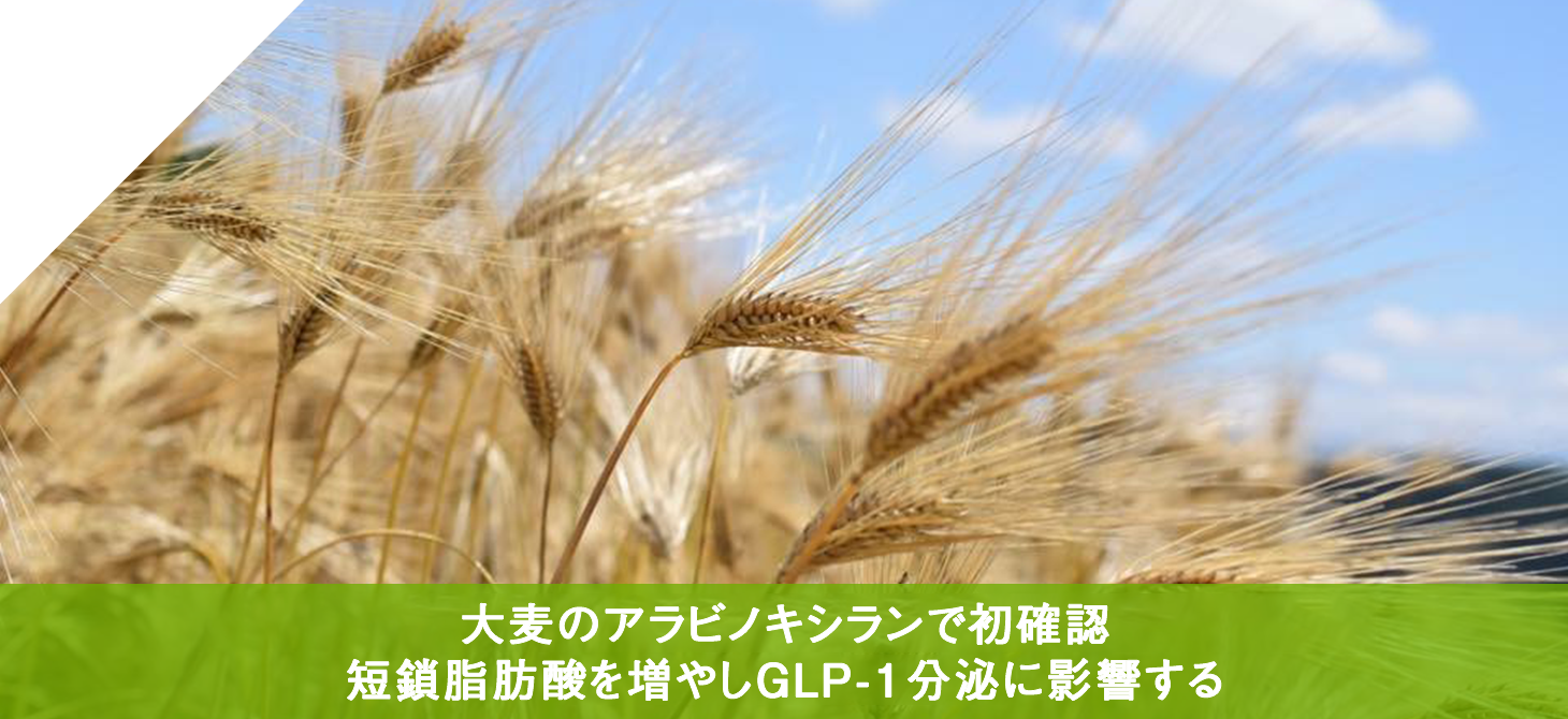 大麦のアラビノキシランで初確認 短鎖脂肪酸を増やしGLP-1分泌に影響する
                        
